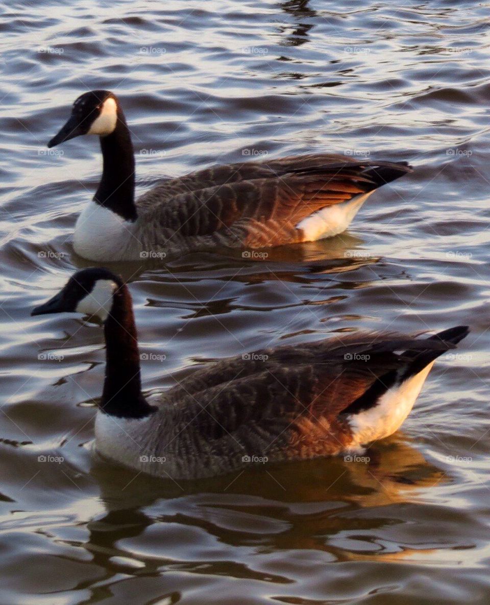 Geese 
