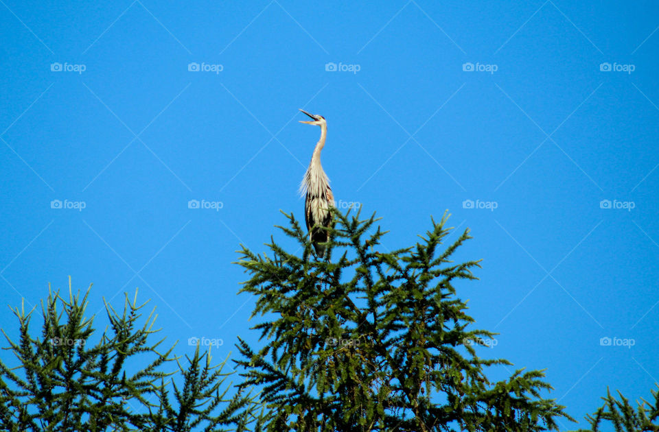 A large heron sits atop a tree near the lake