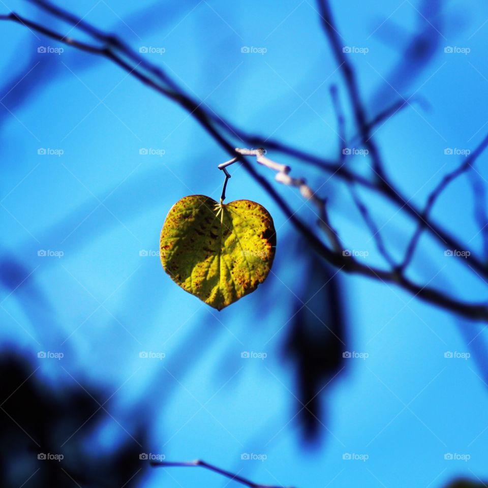 The Last Leaf still full of gorgeous color against a blue sky and shadows of bare limbs,