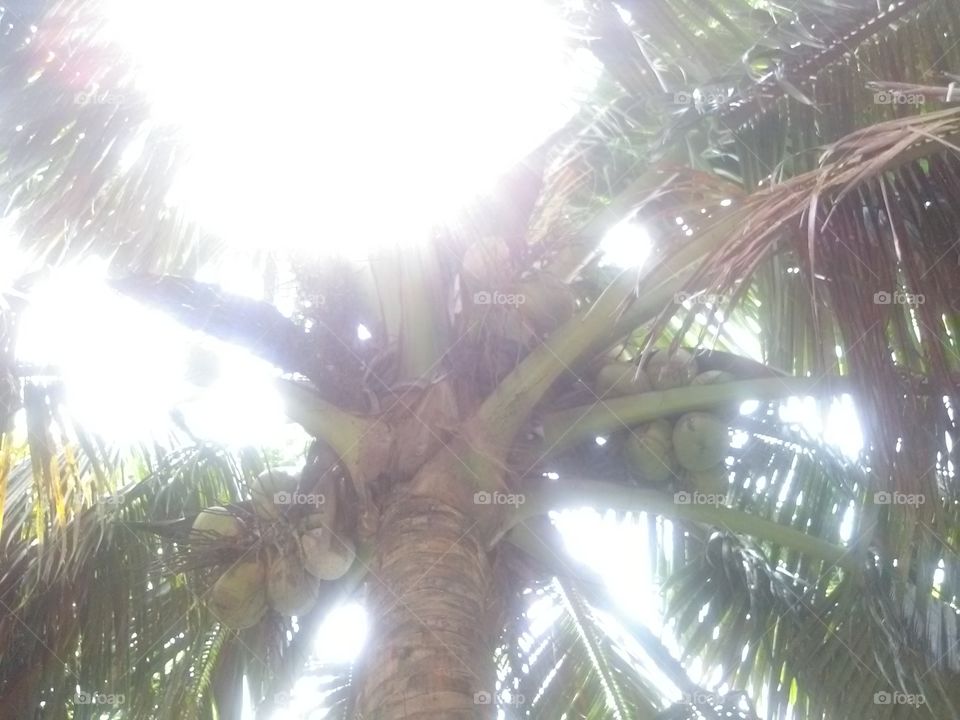 Tropical, Tree, Palm, Coconut, Sun