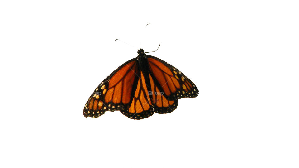 Monarch butterfly on white background