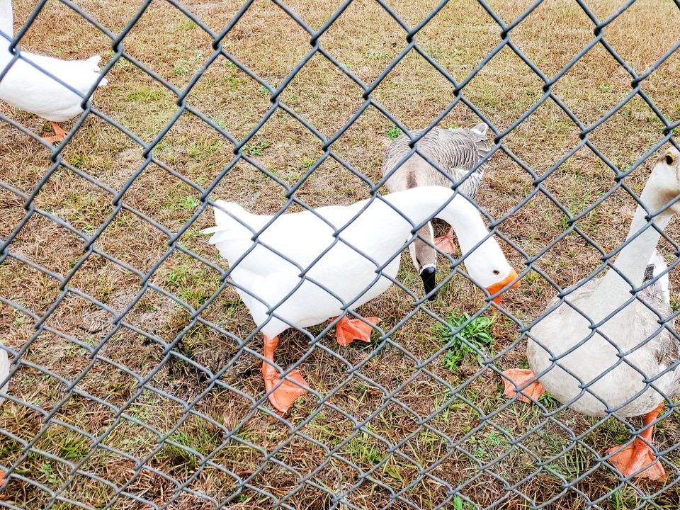 Ducks near a pond