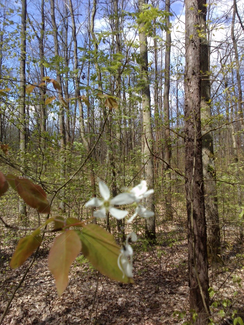 forest wild flower