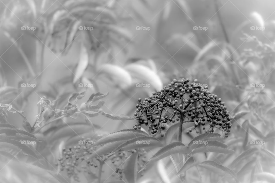 An alternative perspective on American Black Elderberries. Raleigh, North Carolina. 