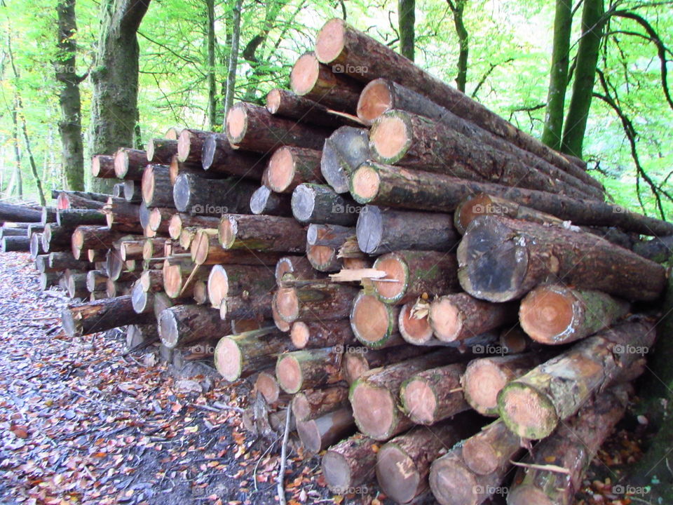 This wood pile looks like the bottom end of a pile of coloured pencils!