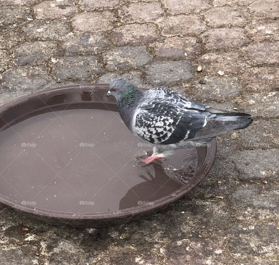 Beautiful pigeon 