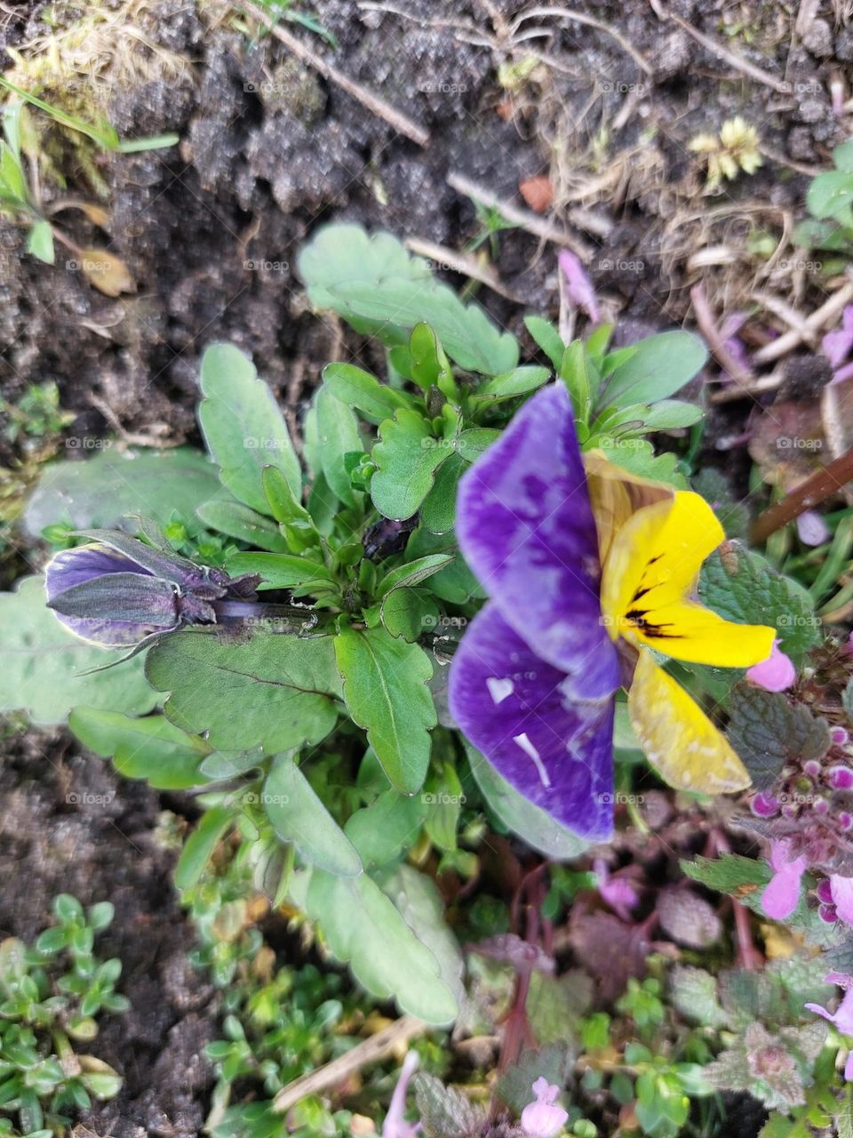 Viola, Stiefmütterchen ,Garten, Freizeit ,Hobby