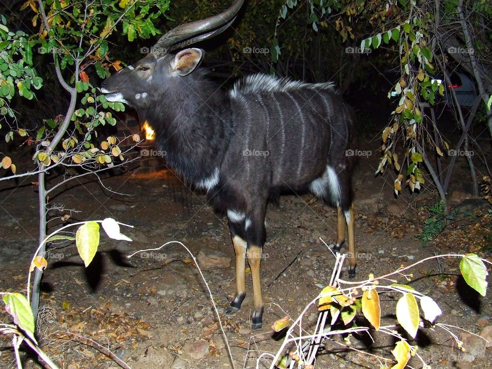 Kudu walking about at night grazing