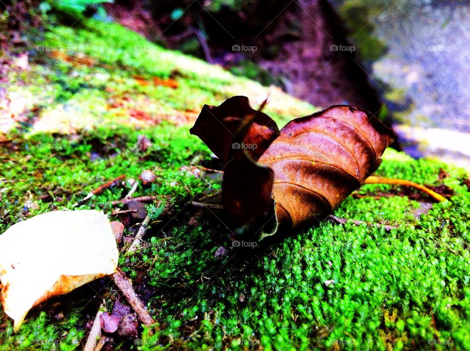 Dried leaf on a mushy rock