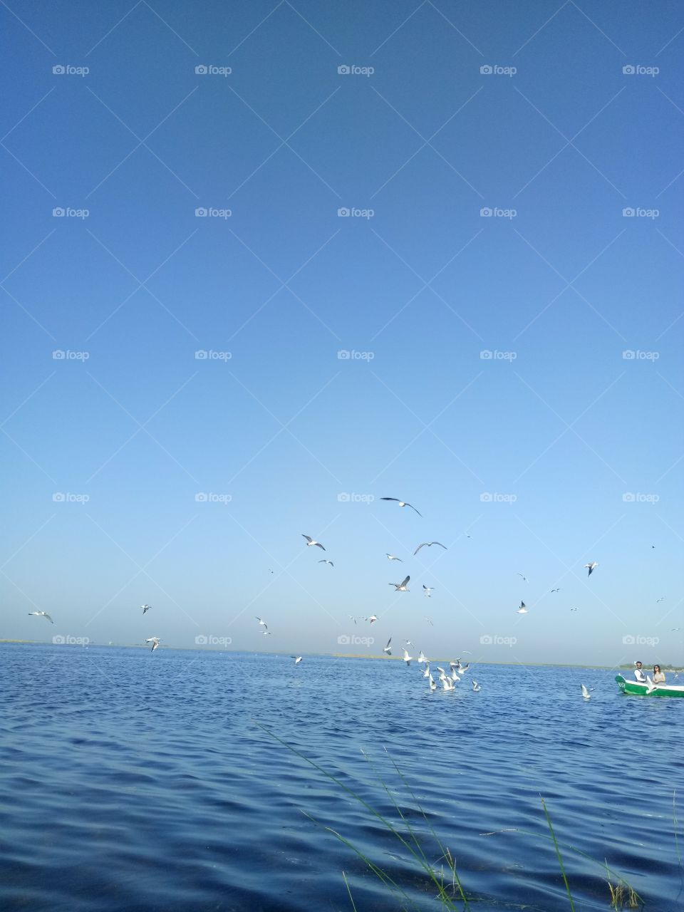 Flying bird on lake