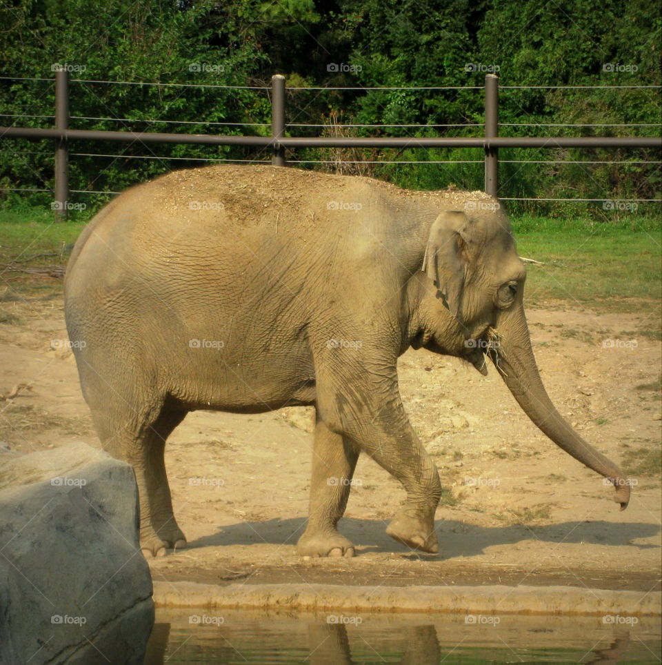 This is an Asian elephant on a sunny summer day at the Columbus Zoo in Ohio!