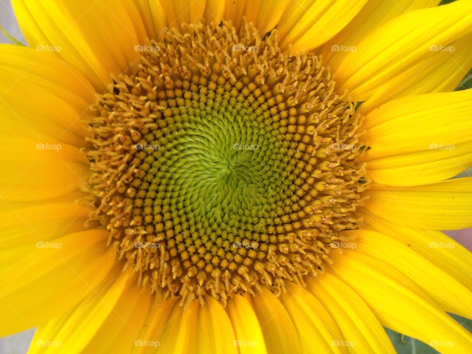 Sunflower