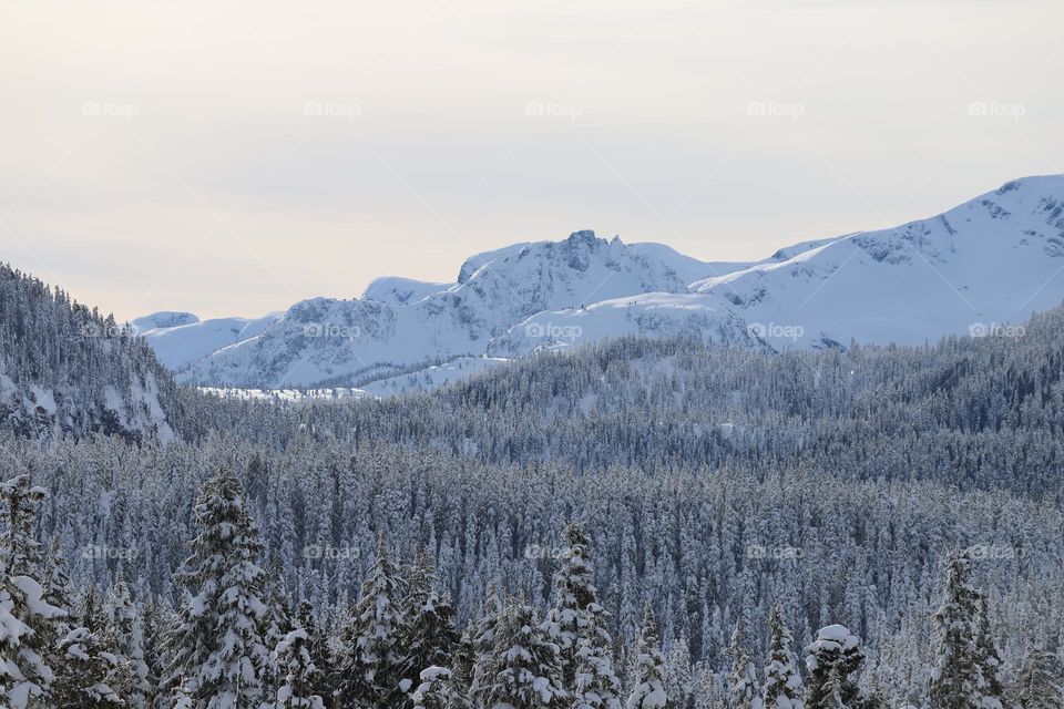 Woods and mountain cover with snow 