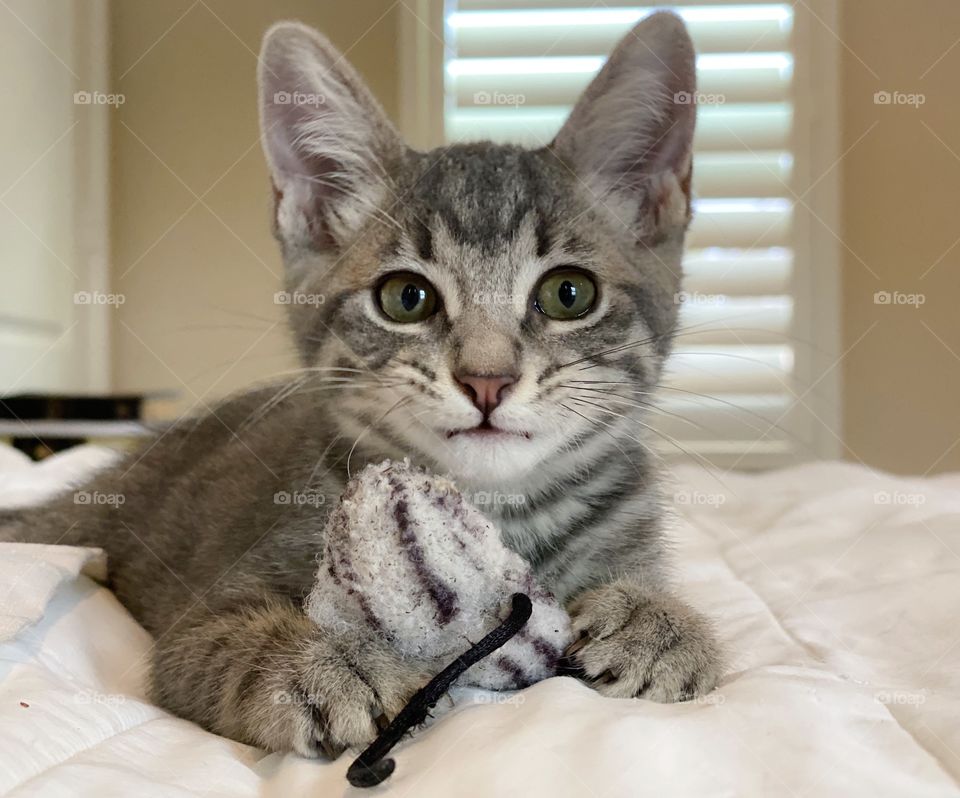 Cute tabby kitty lying on the bed with the blinds open with a toy between her paws 