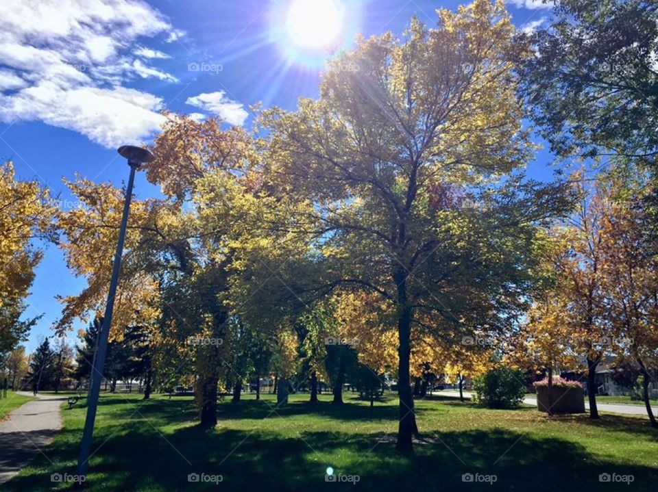 A Fall Day in the Park