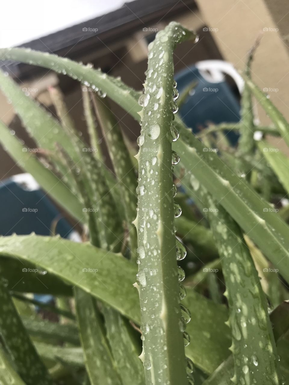 Aloe Vera plant rainy day