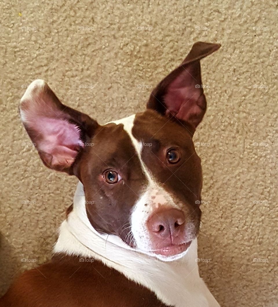 What? Funny dog face