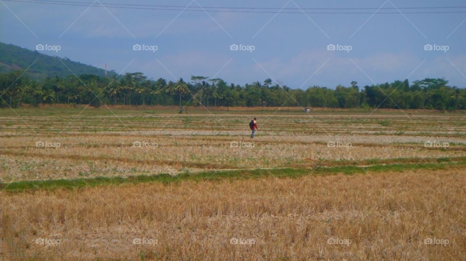 menyeberang sawah