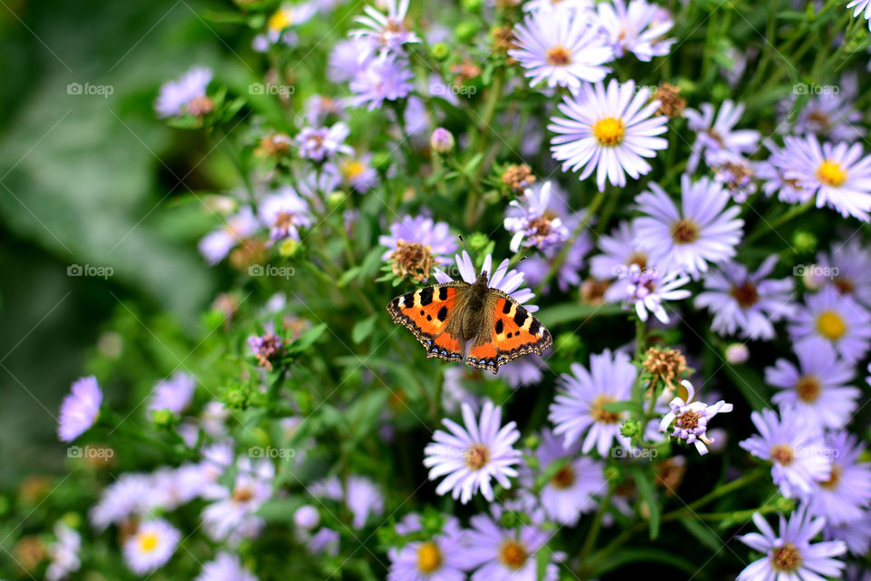 Butterfly pollinating on flower