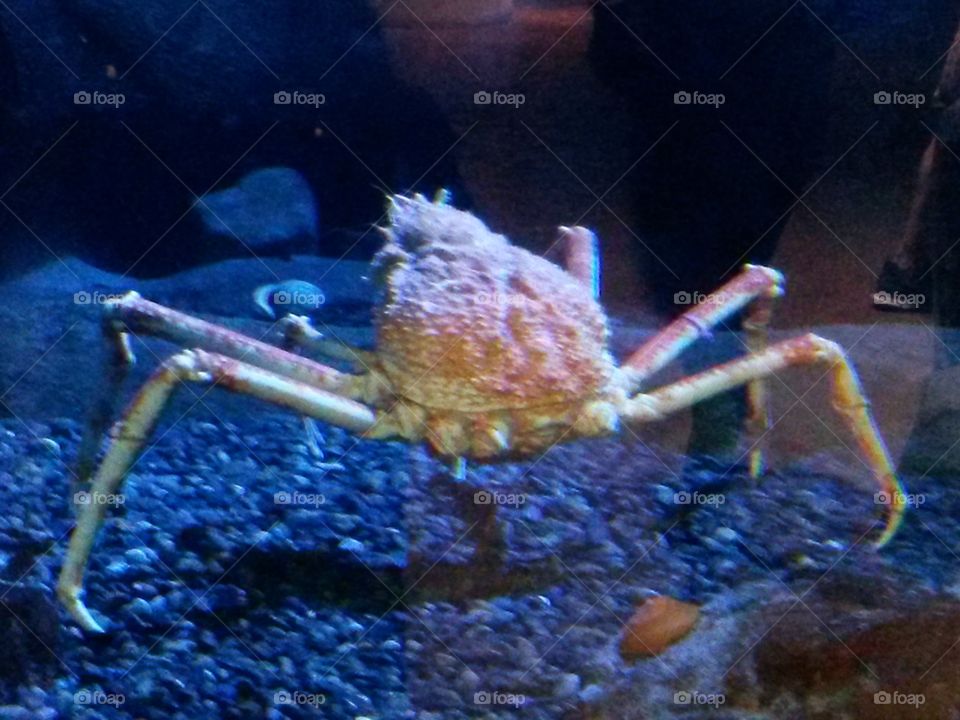 underwater creature