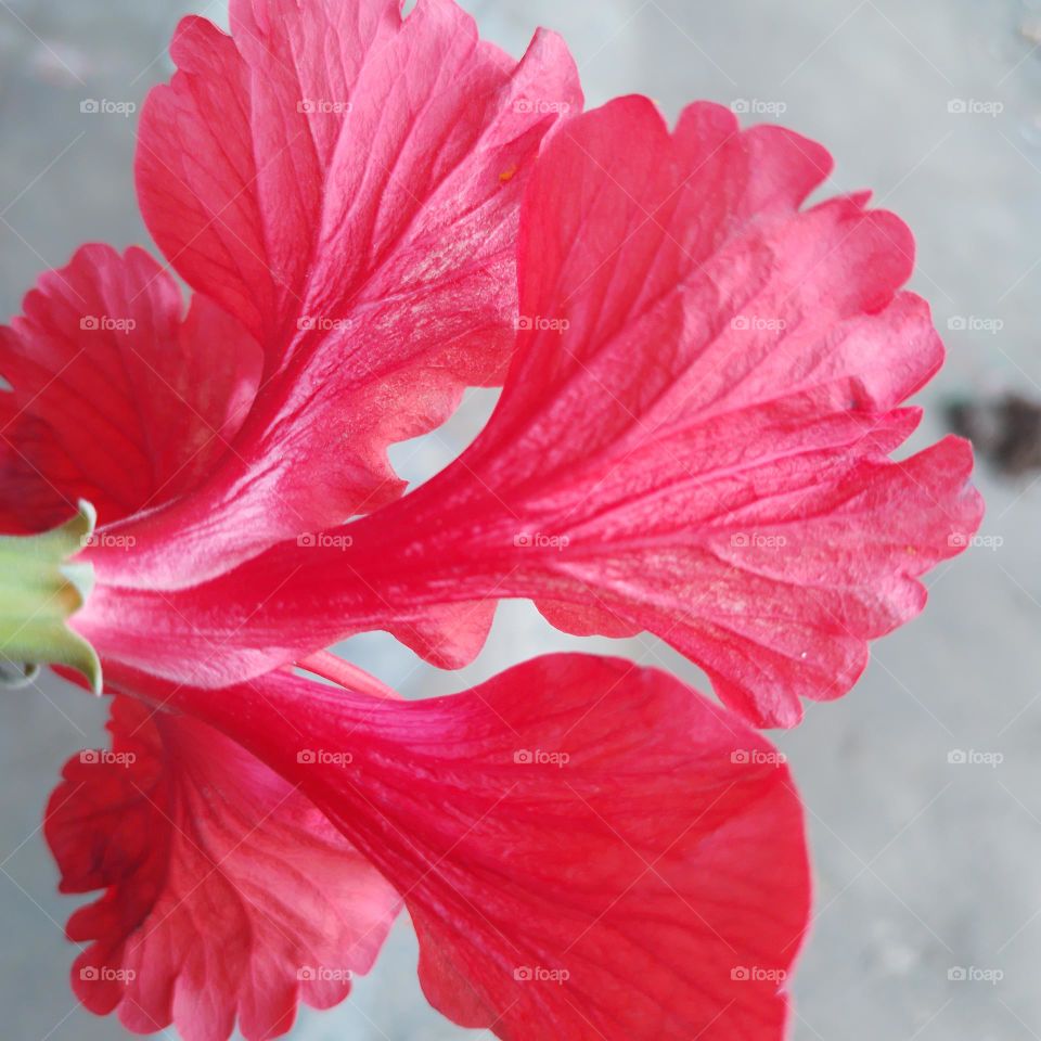 red hibiscus