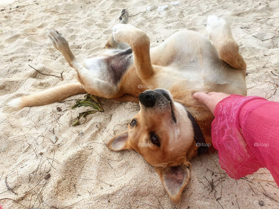 Belly Rub on the Beach