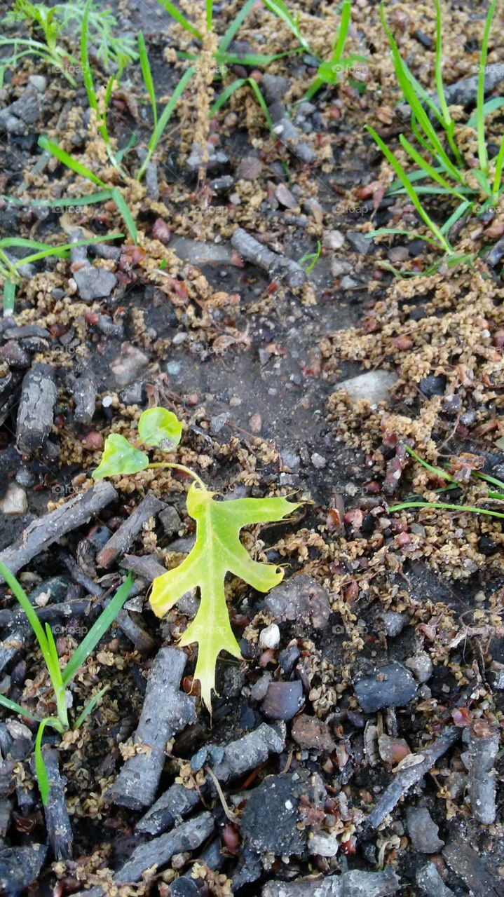 spring. flowers. beauty