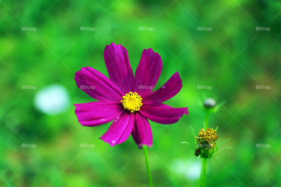 Cosmos flower in Thailand