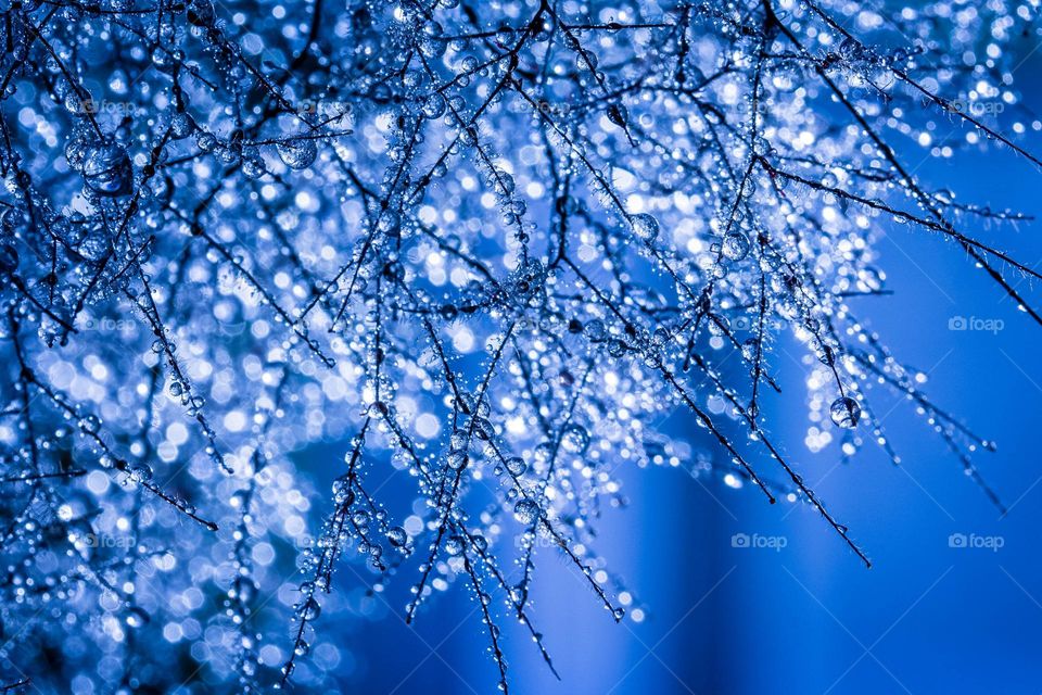 Blue water drops on a branch of a smoke tree