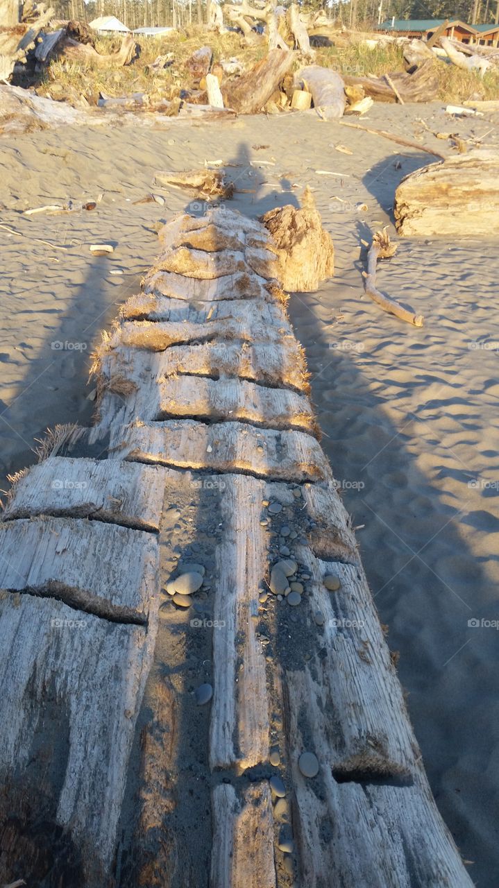 Beach wood