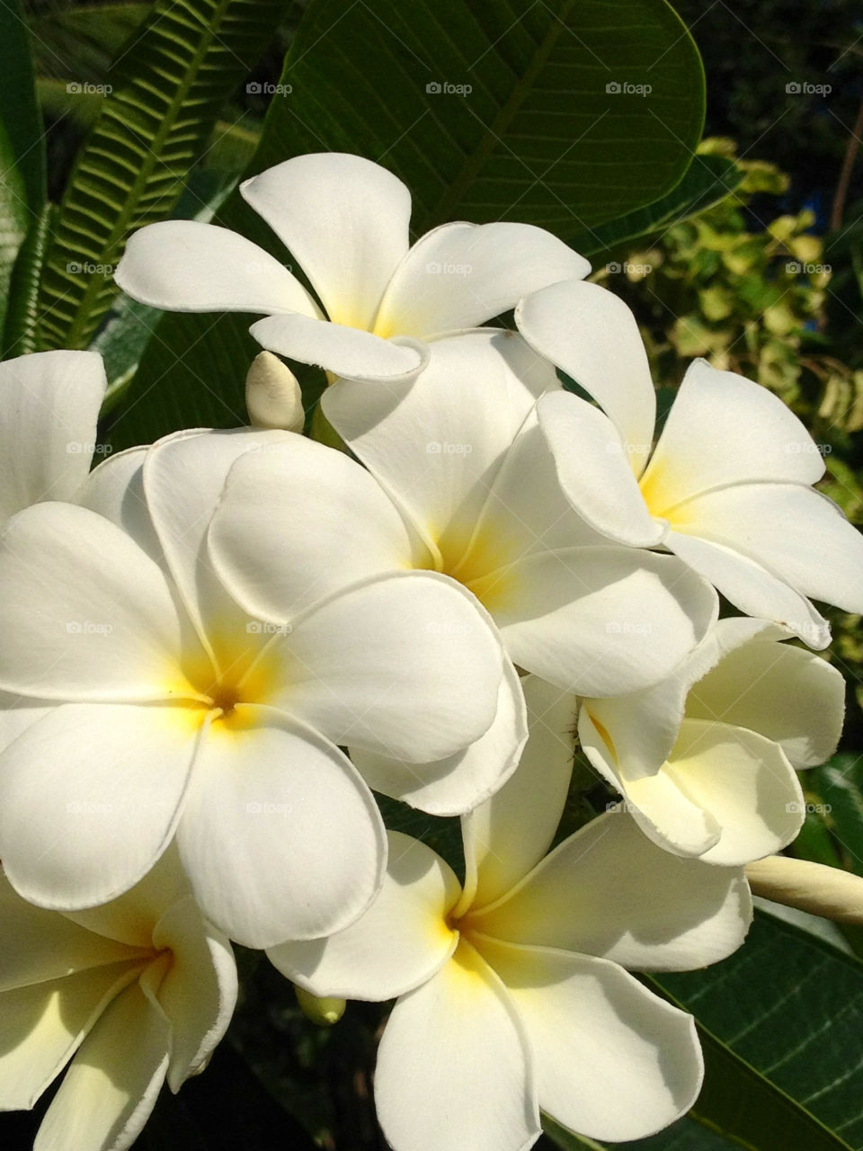 white flowers frangipani leelavadee by cathrine27