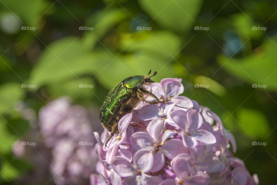 violet flower with bug closeup