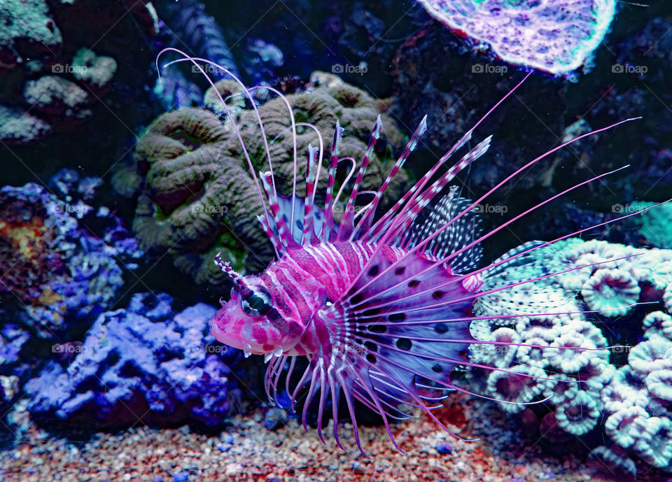 purple, underwater