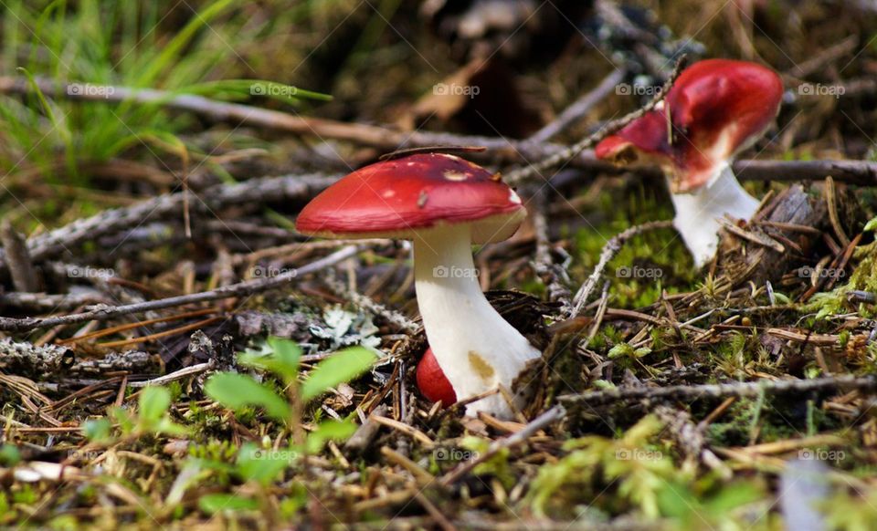 Red mushroom