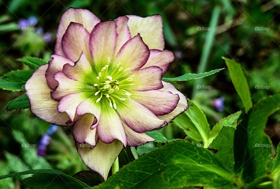Lenton Rose, in time for Easter