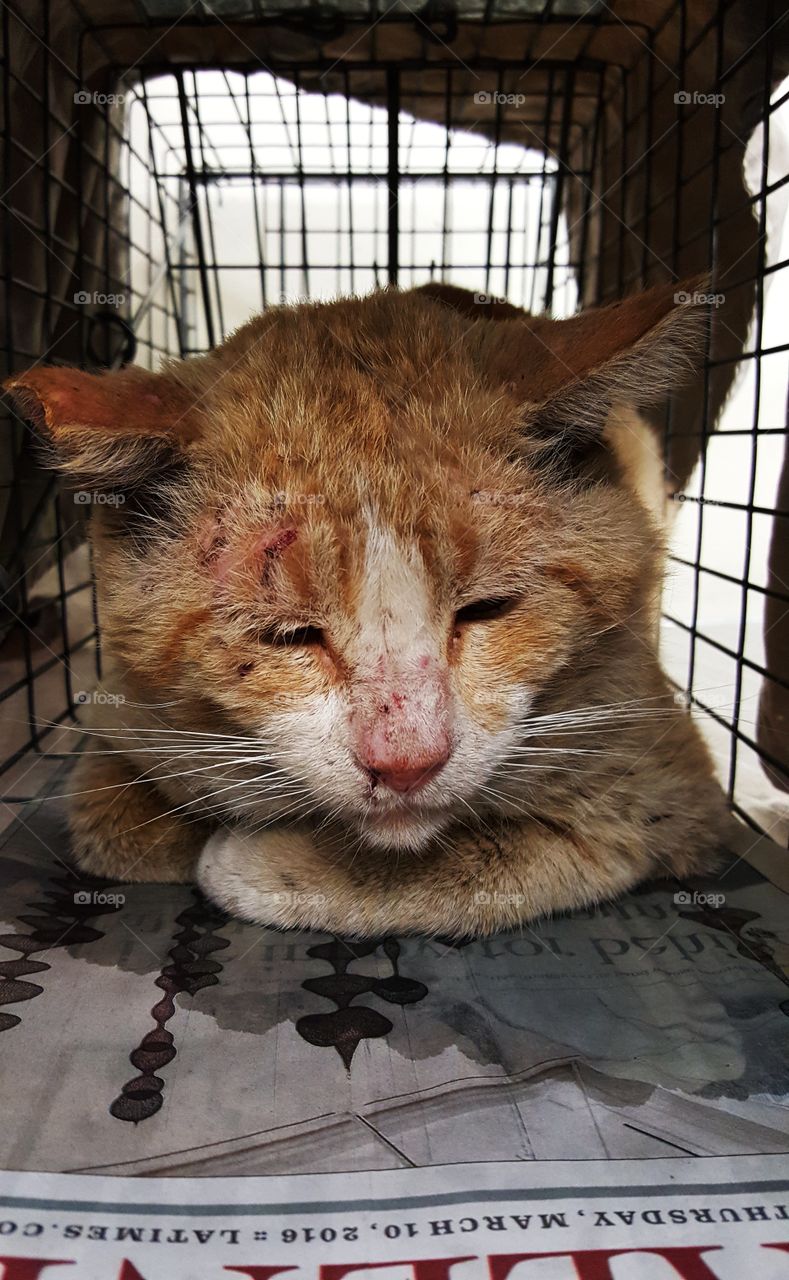 Feral cat looking beat up 🙁
