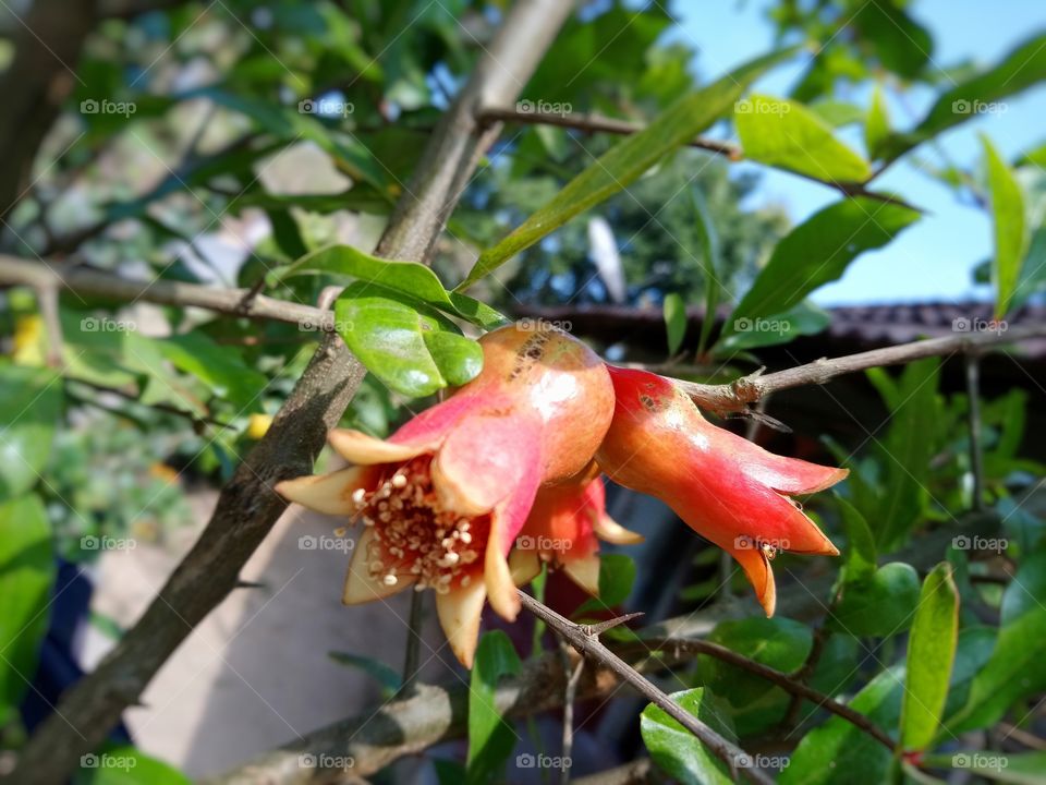 Pomegranate flower