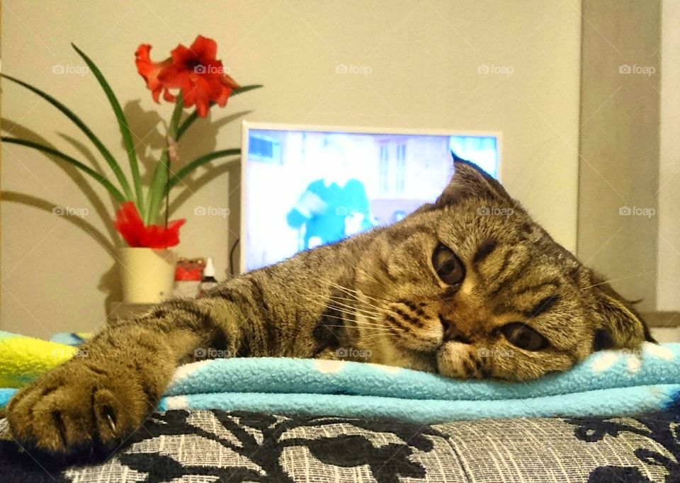brown stripped scottish fold cat
