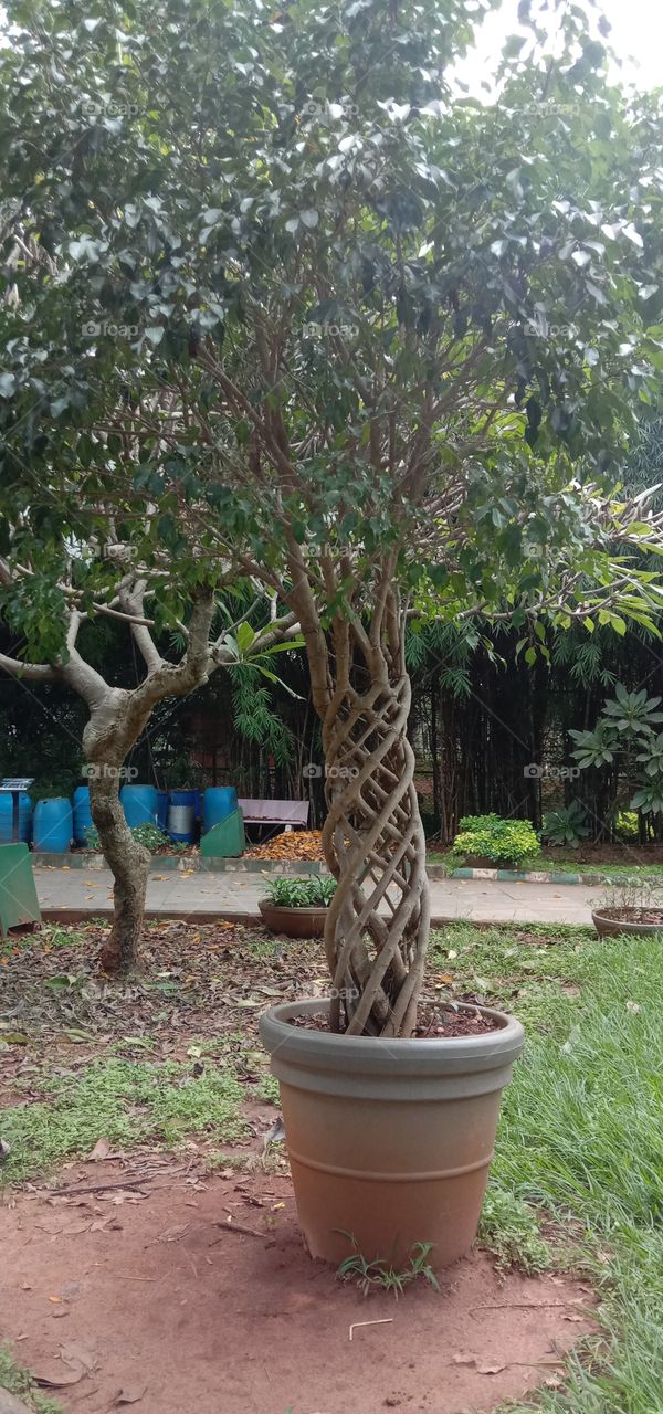 Squared tree 🌳❤️✨