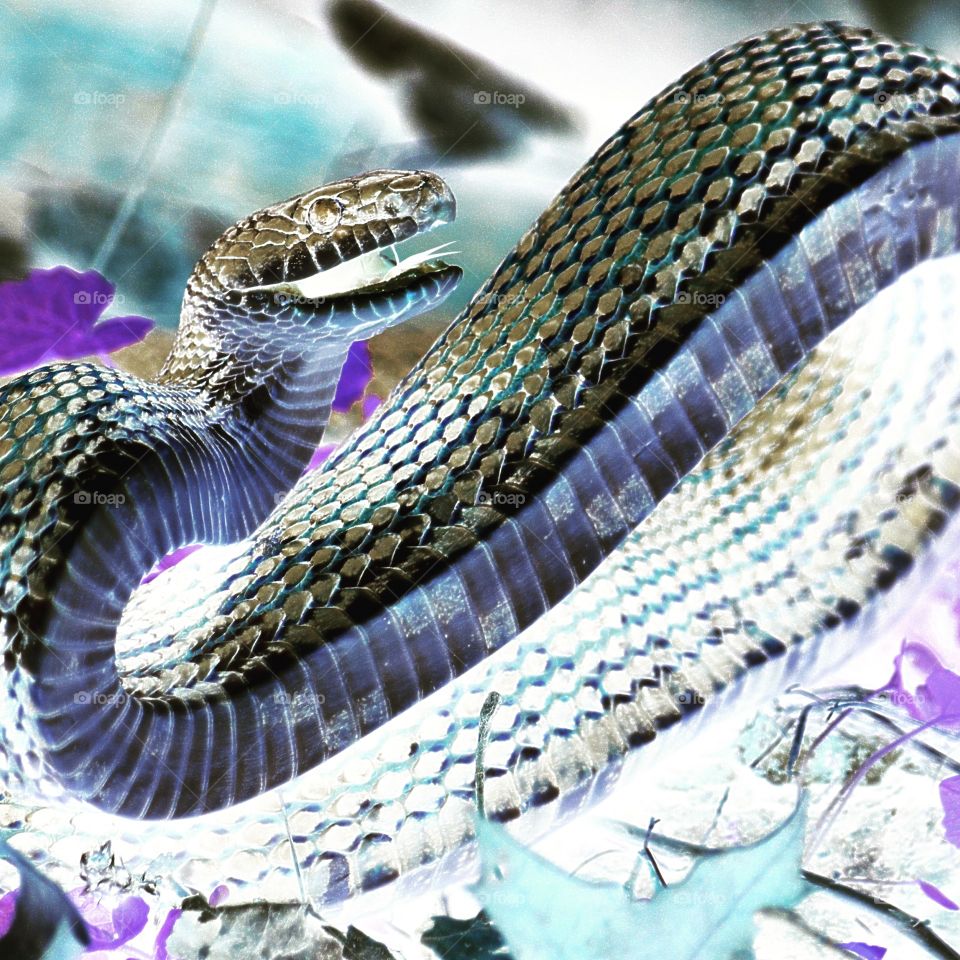 Psychadelic Snake
