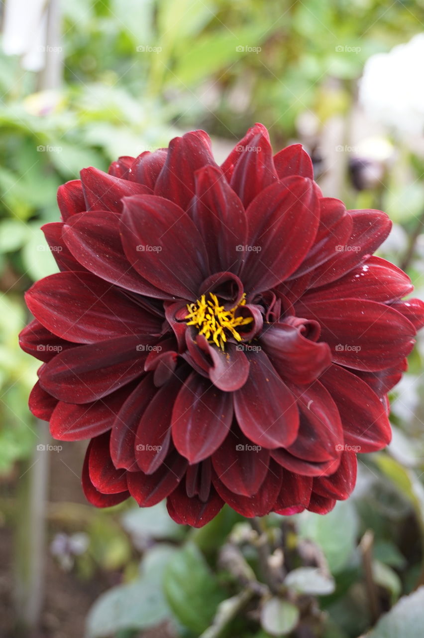macro of a flower with intense color
