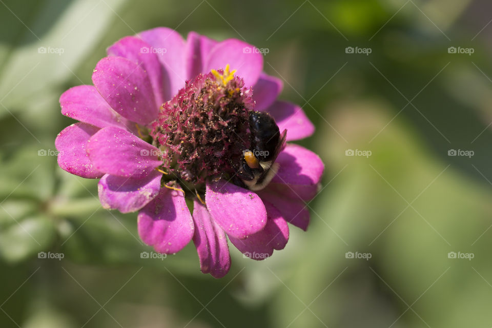 Bee on pink Zinnia