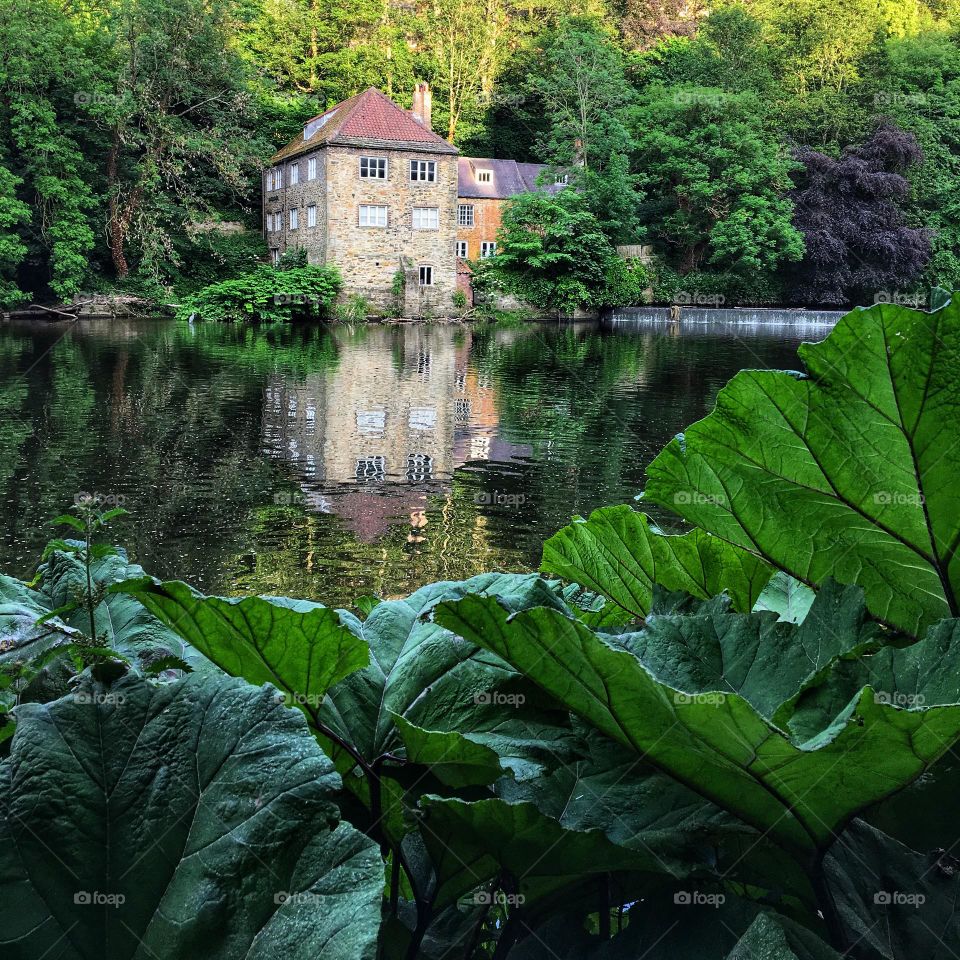 City of Durham … nature along the riverbank 