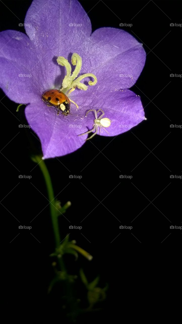 Glockenblume mit Marienkäfer und Spinne in der Nacht