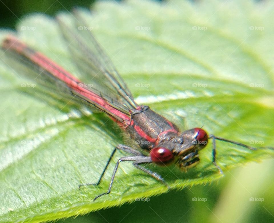 Libelle Insekt