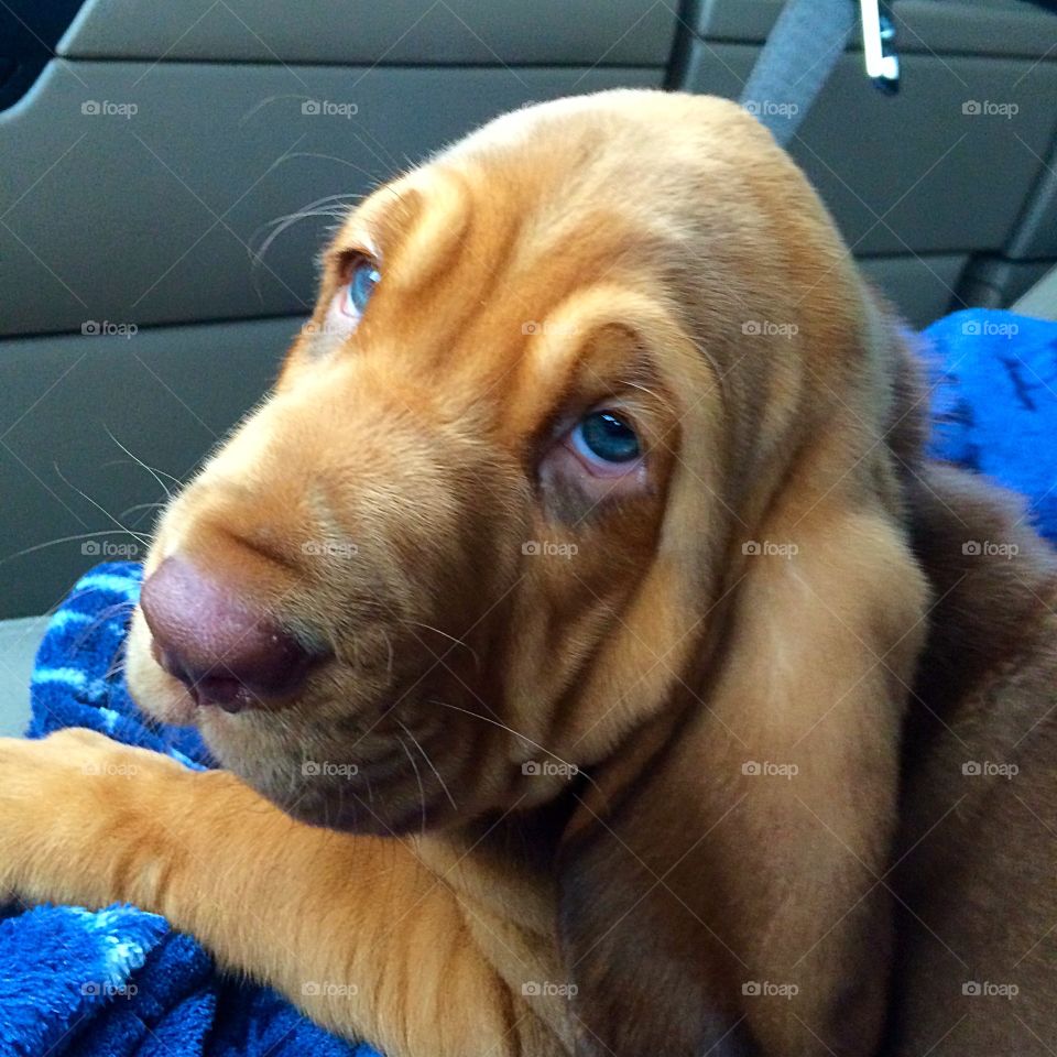 So sad. Taking this beautiful bloodhound to his new home 