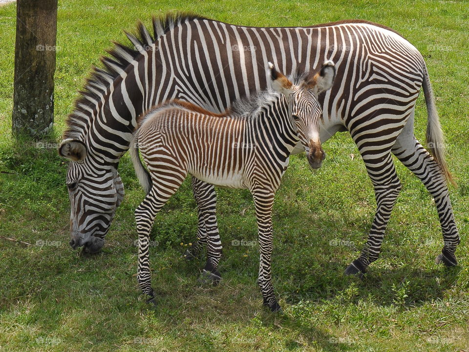 Zebra with foal in grassyland