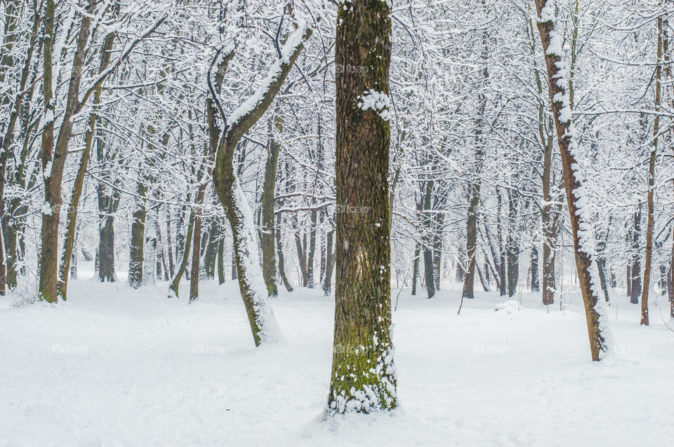 Frozen trees in winter