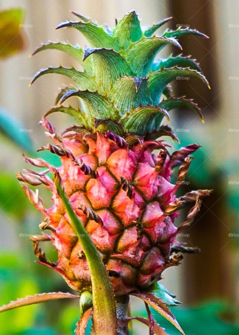 A close-up of a small pink  pineapple on a pineapple plant in the Florida Keys. 