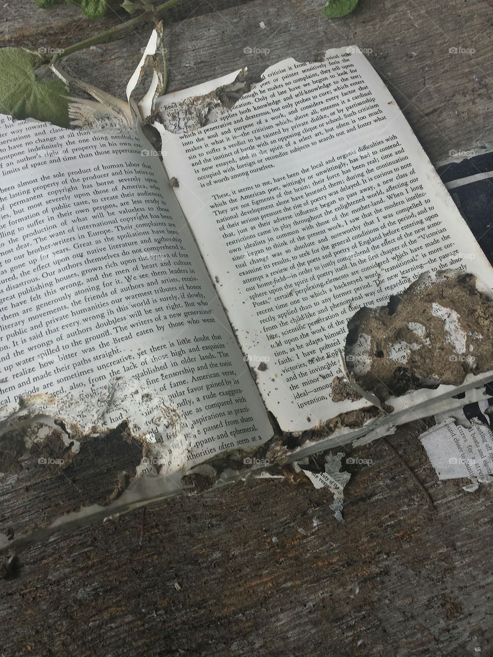 organic difficulties for the american poet